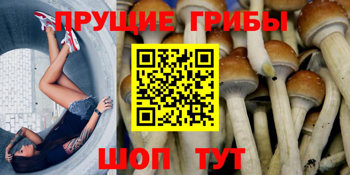 Псилоцибиновые грибы Psilocybe  купить наркотики сайты  Карачаевск  Вход с VPN 