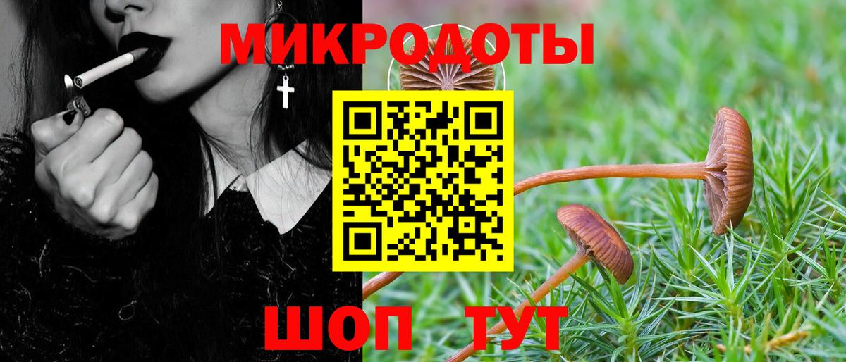 Галлюциногенные грибы Psilocybe Карачаевск